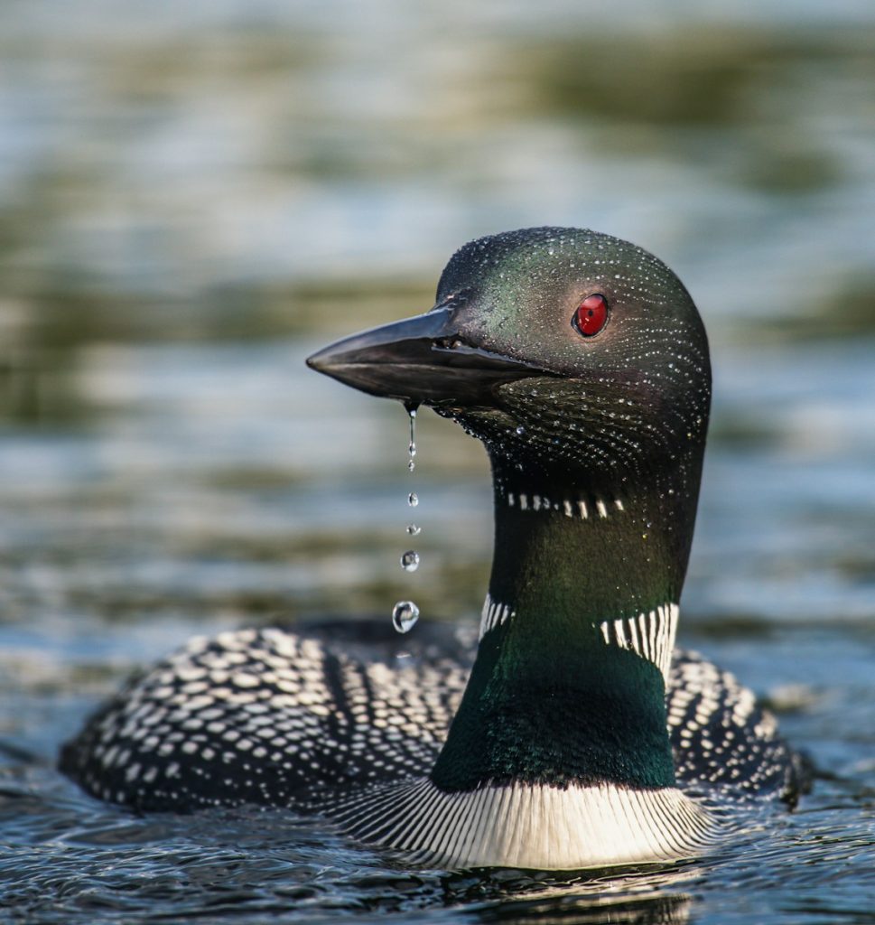 black and green duck on water